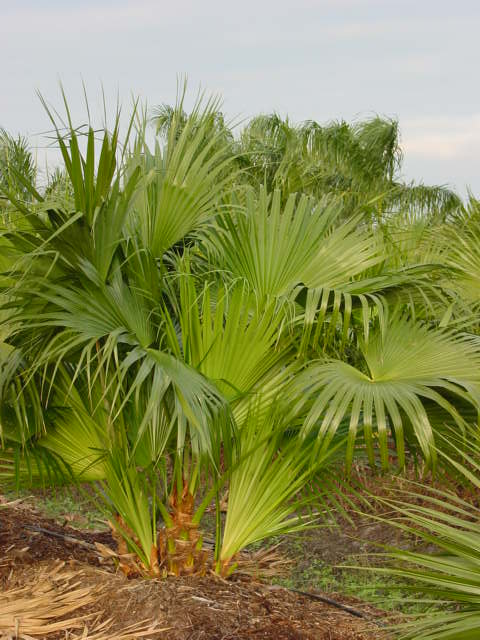 Chinese Fan Palm